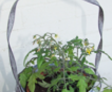 Bow Handle Round Pot