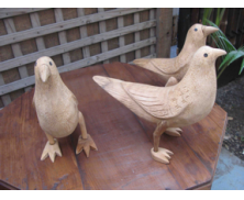 Birds
